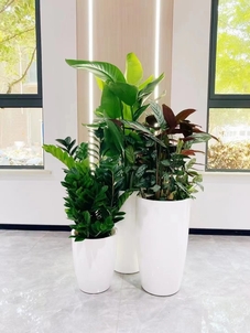 宁波奉化花卉租赁服务好